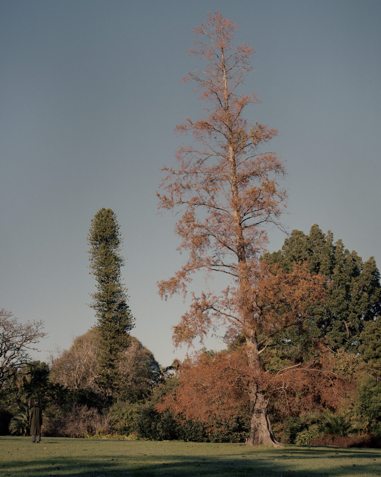 180703-Tall-Trees_U-P_08
