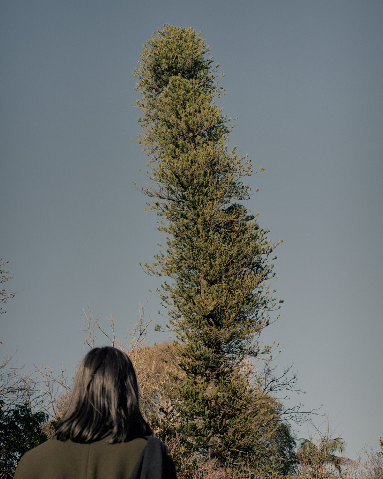 180703-Tall-Trees_U-P_25