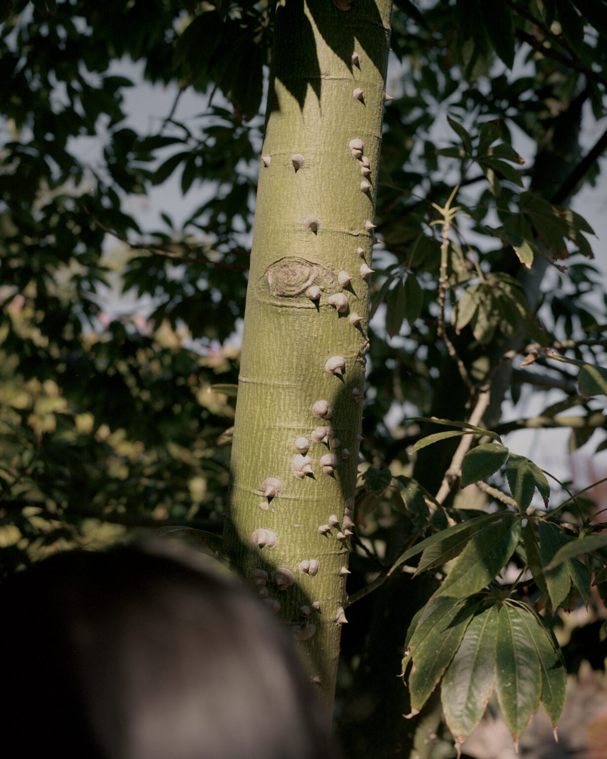 180703-Tall-Trees_U-P_34
