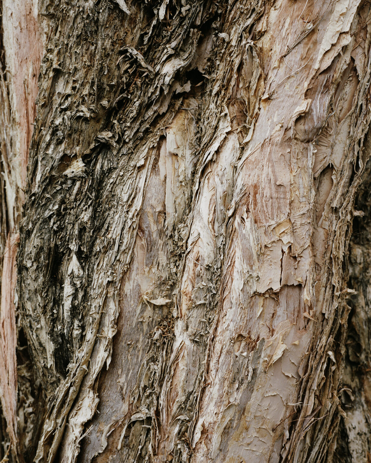 191107_Textures-of-Collingwood_U-P_27