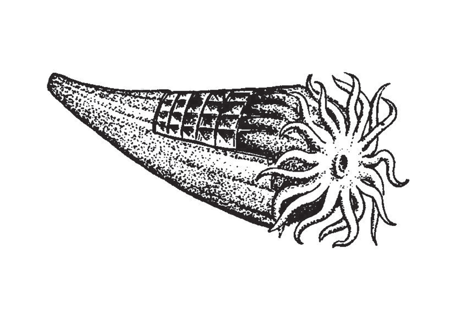Tabulate-corals