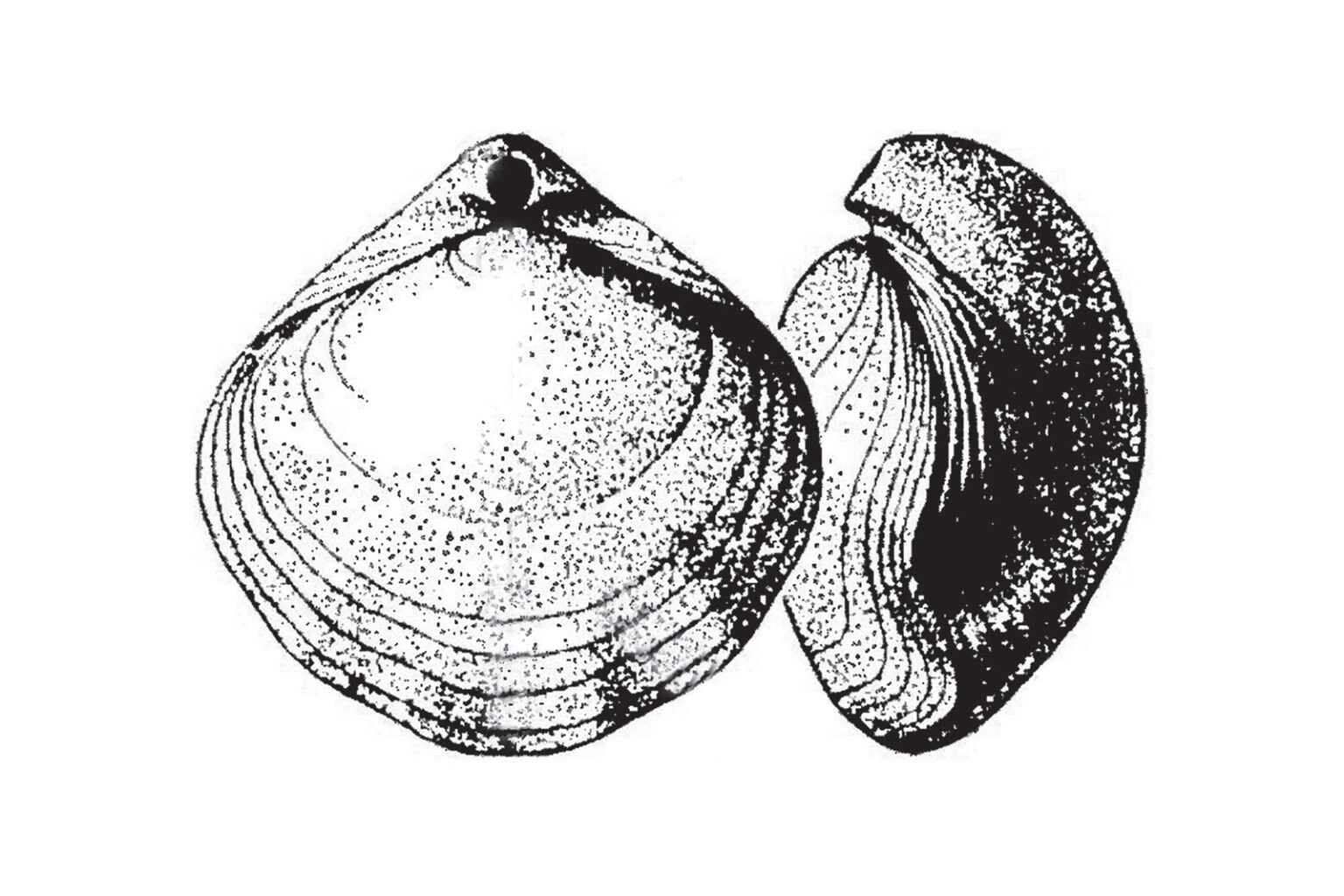 brachiopod