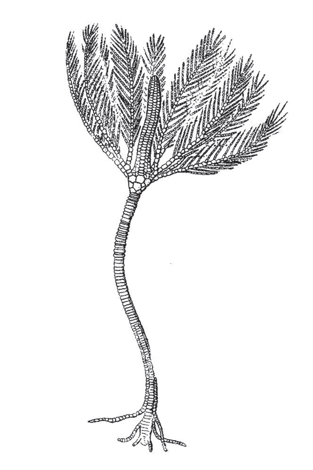 crinoid