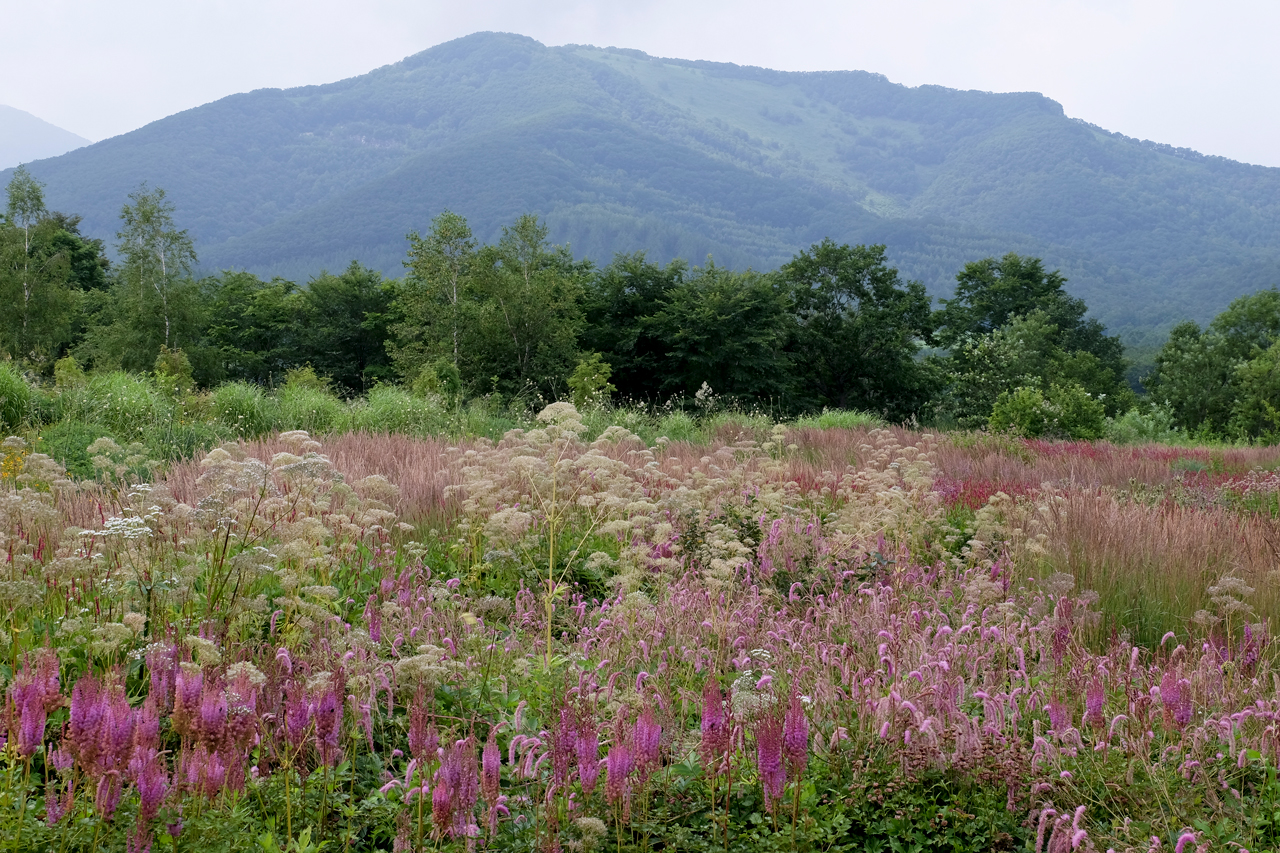 Dan-Pearson_Tokachi-Millennium-Forest_Photo-by-Kiichi-Noro_02
