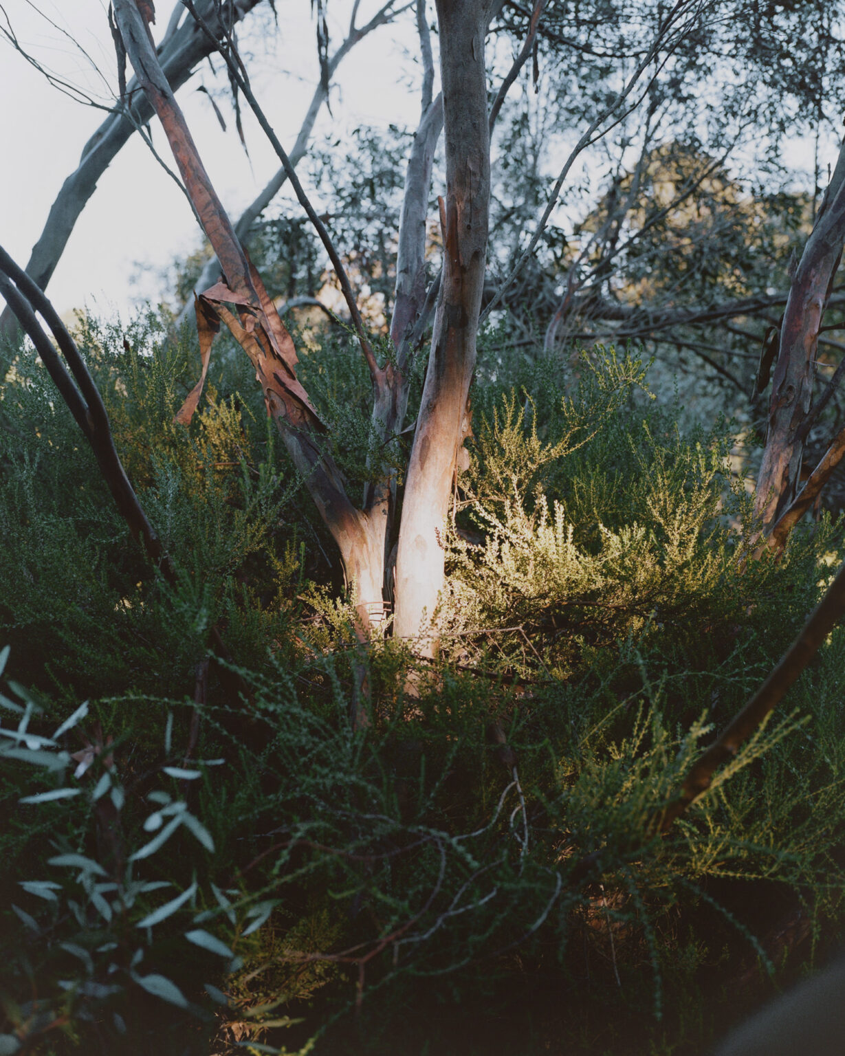 180703-Tall-Trees_Will Neill_06
