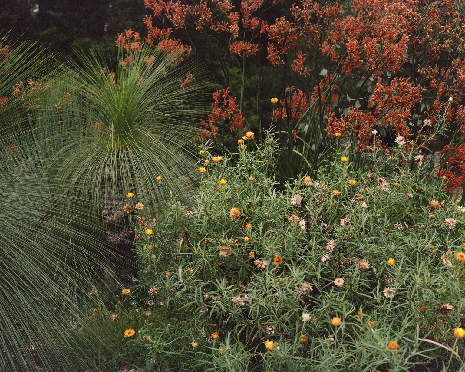 210315_Canberra_Australian National Botanic Gardens_Xanthorrhoea Anigozanthos and Xerochrysum_U-P