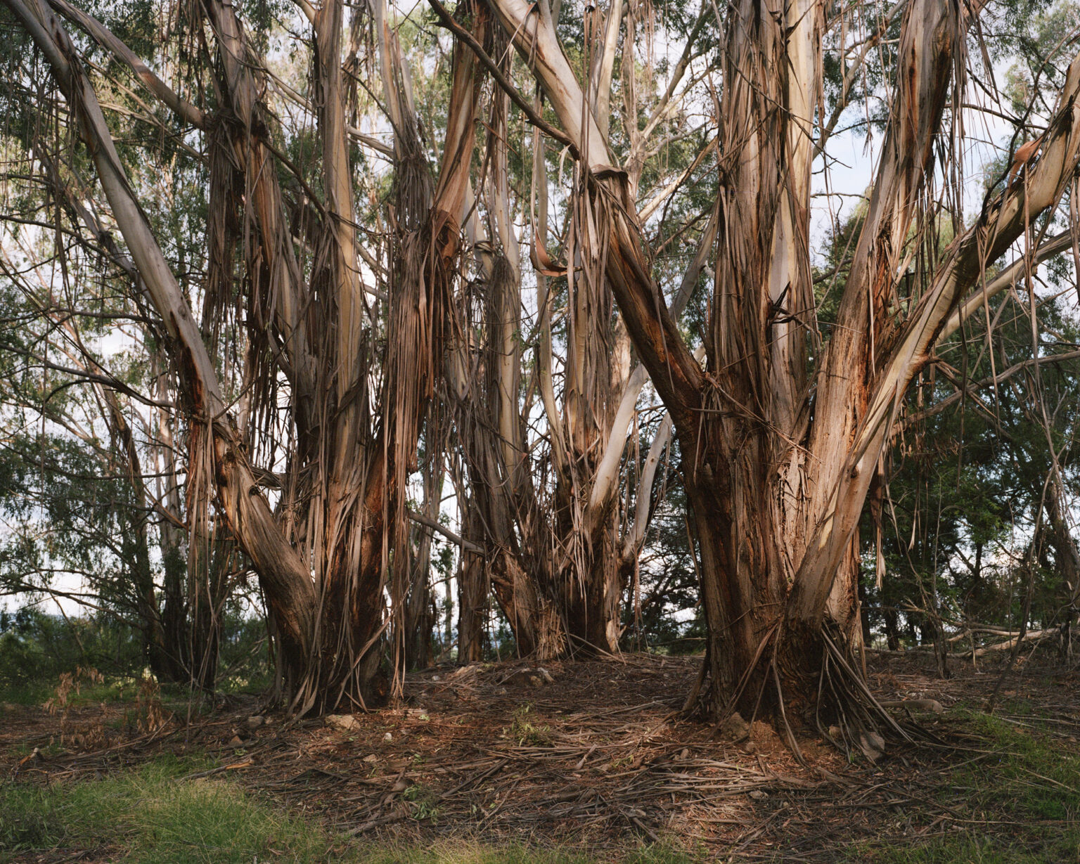 210315_Jerrabomberra Wetlands_16_U-P (1)