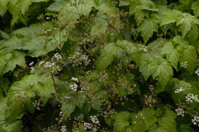 251208 Macedon Garden_Traianos_LR_05