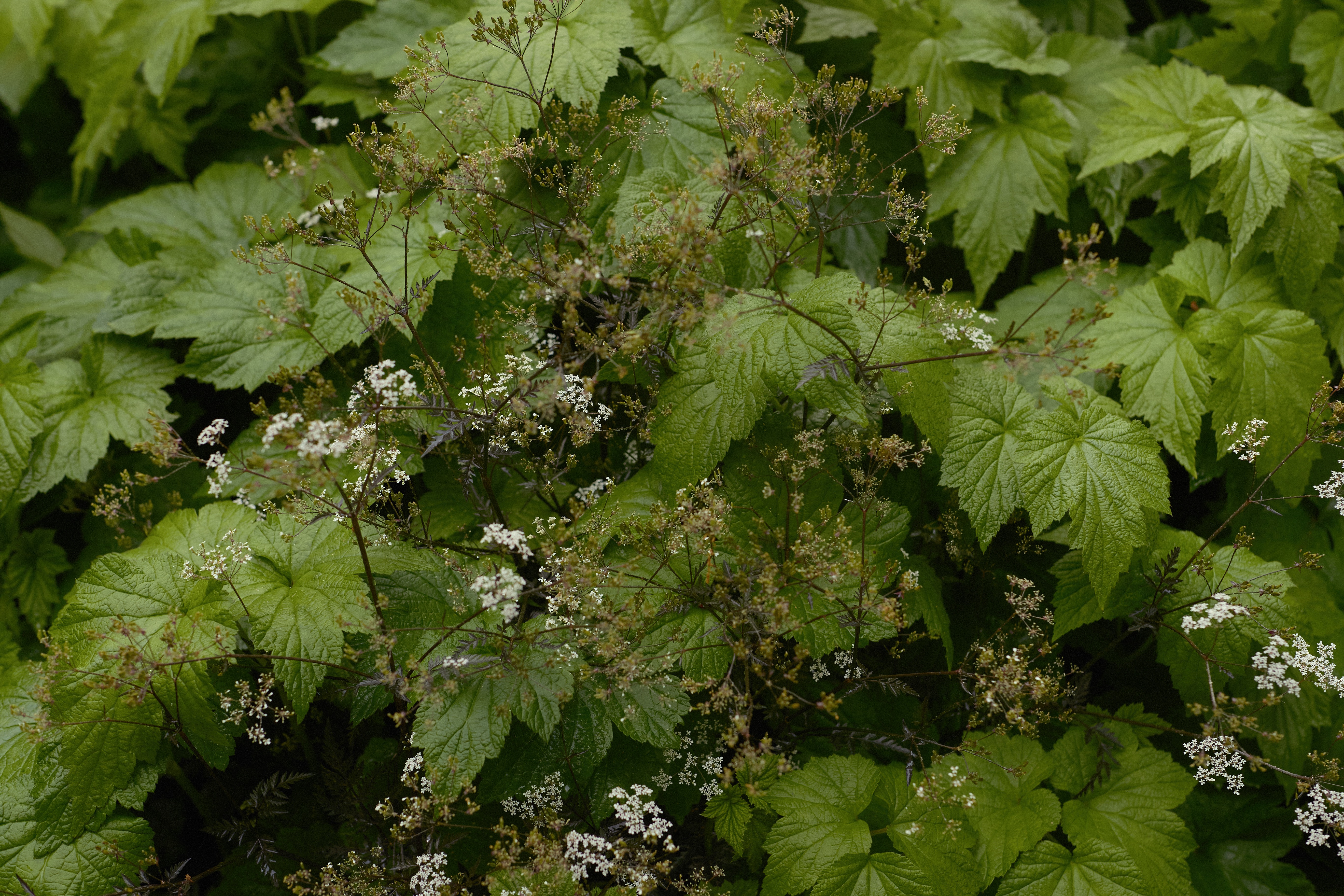 251208 Macedon Garden_Traianos_LR_05