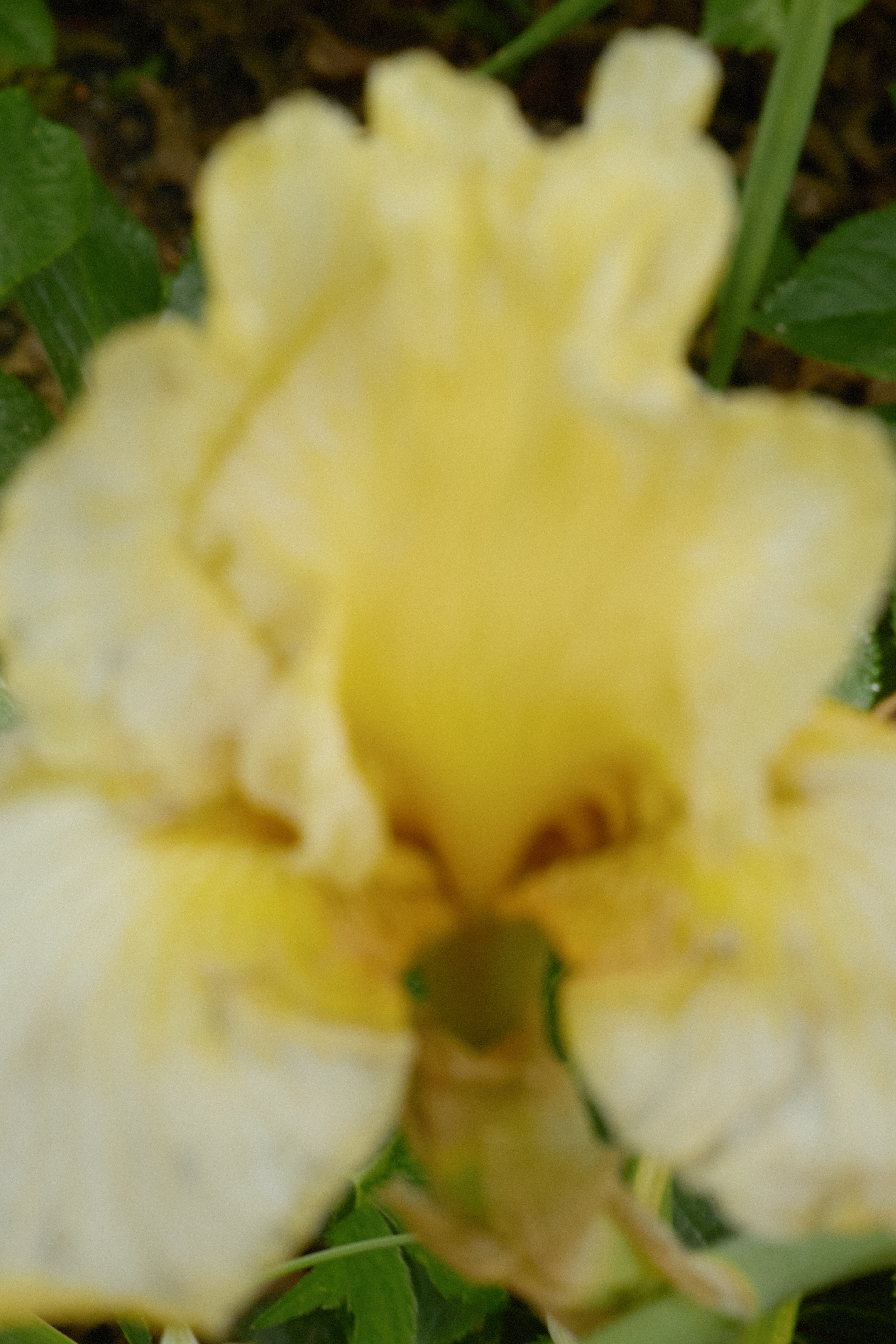 251208 Macedon Garden_Traianos_LR_35